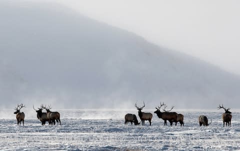 the National Elk Refuge