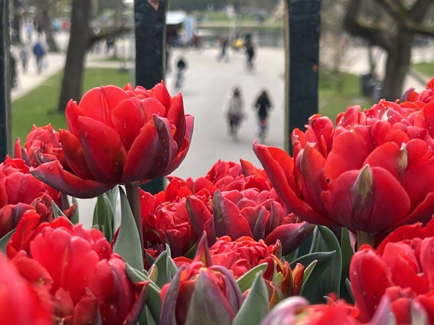 Red tulips