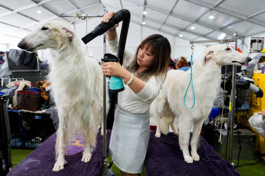 The 148th Annual Westminster Kennel Club Dog Show presented by Purina Pro Plan at the USTA Billie Jean King National Tennis Center on Monday, May 13, 2024 in New York City.