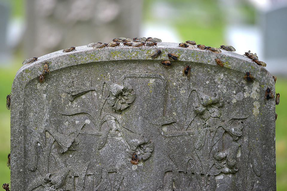 Billions of Brood X Cicadas are Emerging This Summer: See Photos of the 17-Year Phenomenon