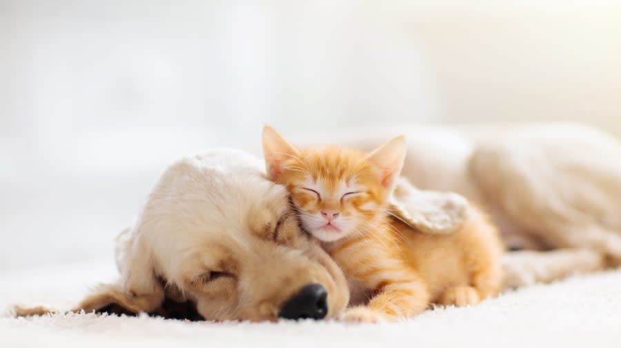 A kitten and a puppy sleeping (KTAL file photo)