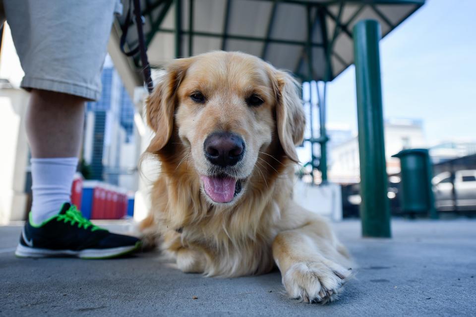 Lumiere, Scott Hegle’s guide dog, rests in the shade under the Pedestrian Bridge during the CMA Fest in Nashville, Tenn., Saturday, June 11, 2022.