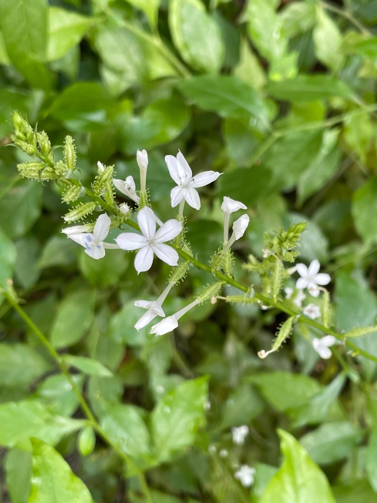 Plumbago is one of the plants in Kim Frisbie's new garden.