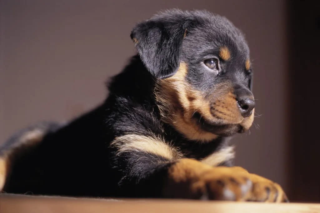 Rottweiler puppies