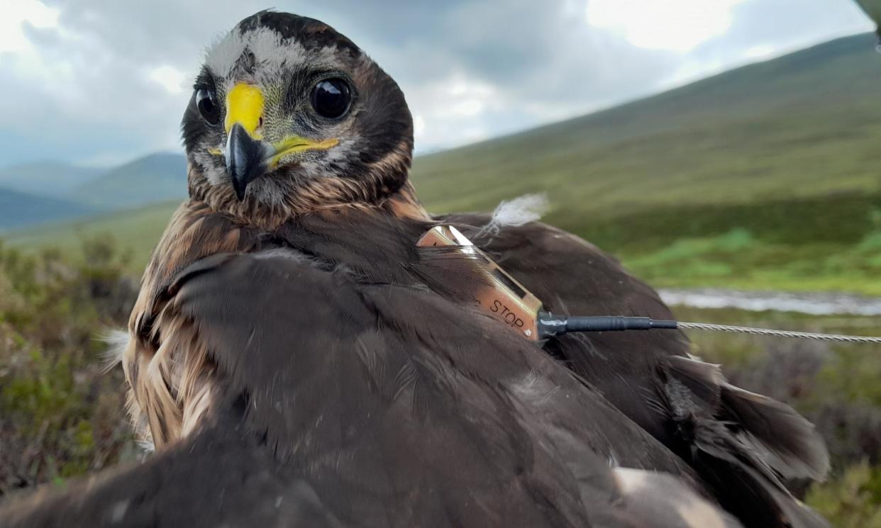 <span>The tag of hen harrier Shalimar suddenly stopped sending out signals on 15 February.</span><span>Photograph: RSPB</span>