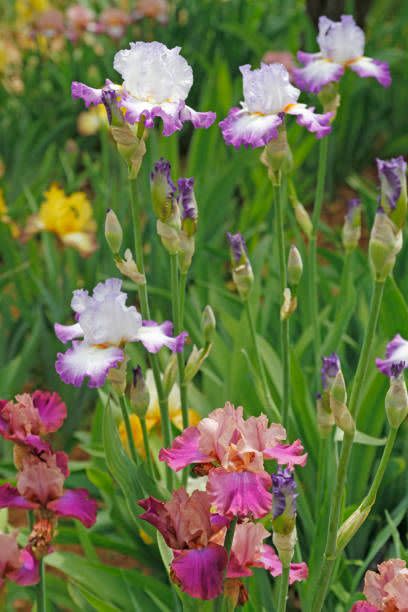 close up of coloured iris flowers blooming in garden