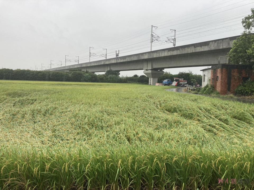 ▲受到鋒面影響，彰化縣今早出現強降雨，造成南彰化水稻產區的稻作倒伏。（記者陳雅芳攝）