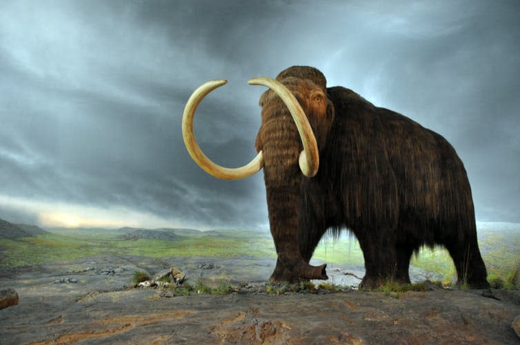 <span class="caption">Woolly mammoth.</span> <span class="attribution"><span class="source">wikipedia</span>, <a class="link " href="http://creativecommons.org/licenses/by-sa/4.0/" rel="nofollow noopener" target="_blank" data-ylk="slk:CC BY-SA;elm:context_link;itc:0;sec:content-canvas">CC BY-SA</a></span>