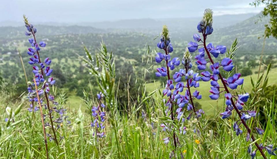 Lupines offer a splash of color during a hike to the top of the volcanic table mountain of the McKenzie Table Mountain Preserve through the Sierra Foothill Conservancy on Sunday, April 14, 2024.