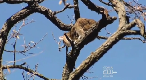 cat in tree