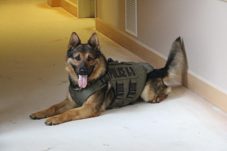 This undated photo provided by Lakewood Police Department shows a dog named Ranger wearing one of the vests donated to police agencies.  Six police dogs in Washington have been equipped with protective vests thanks to donations through a Massachusetts organization. The Lakewood Police Department has new vests for Koda and Ranger. The department says other vests were donated for two dogs with the Kent department and two dogs with the Okanogan County sheriff's office. The vests come from the Vested Interest in K9s charity based in East Taunton, Massachusetts. (AP Photo/Lakewood Police Department)