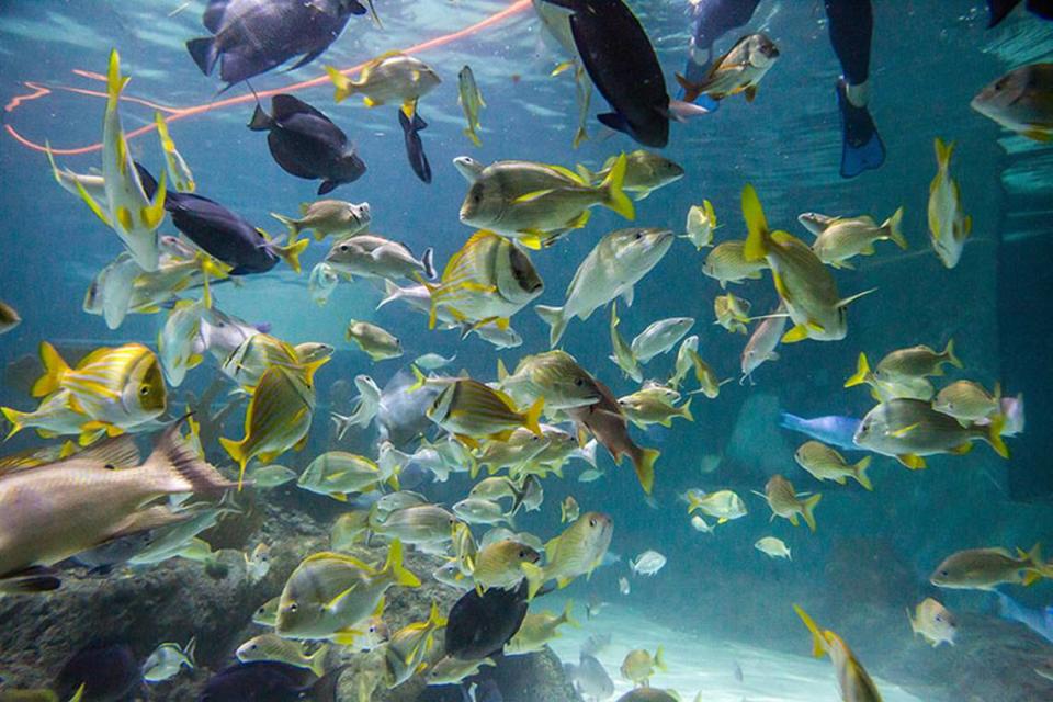 Fish swim in tank at Florida Keys Aquarium Encounters in Marathon.