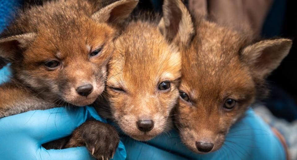 Fox cub litter. (SWNS)