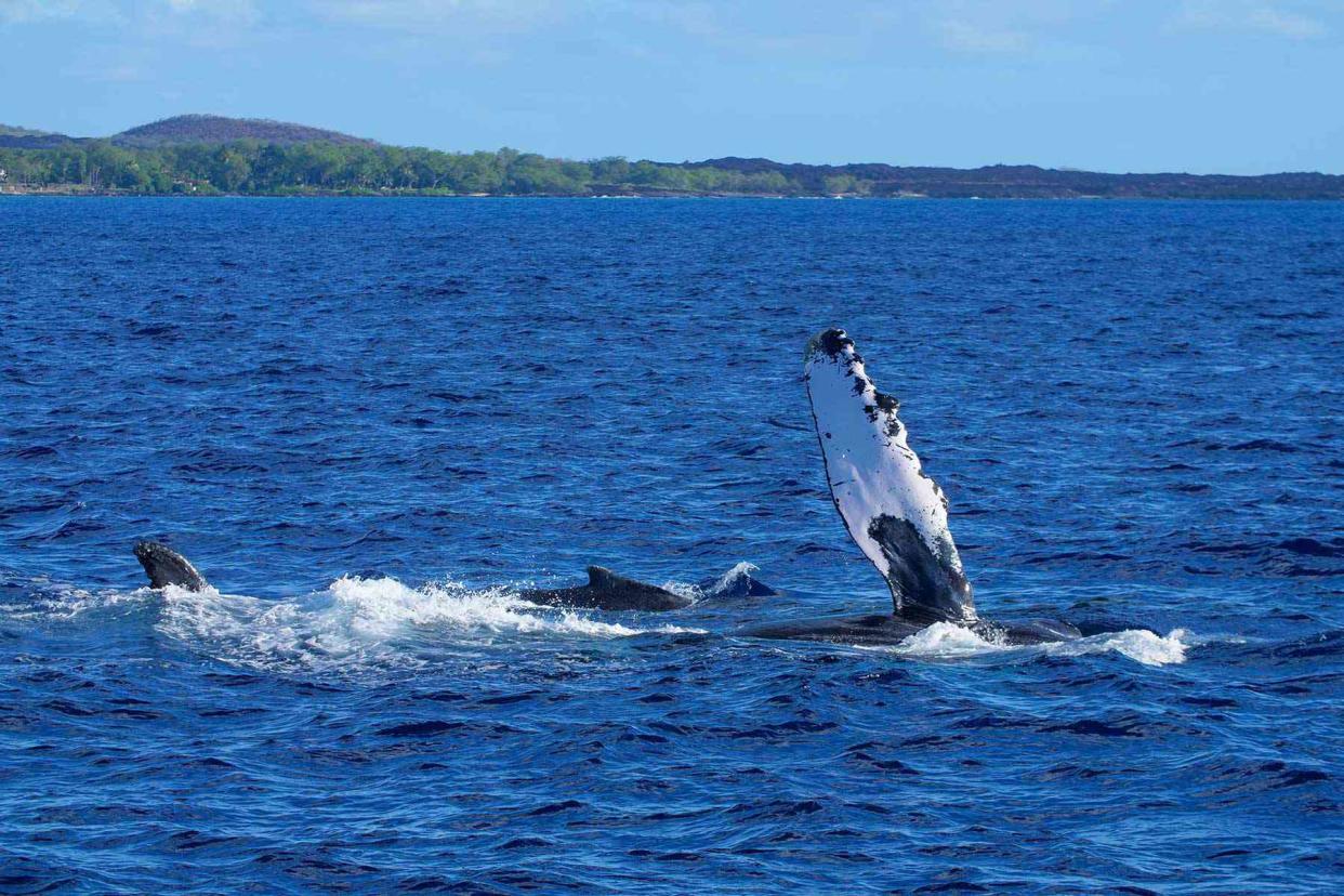 <p>Courtesy of Montage Kapalua Bay</p>