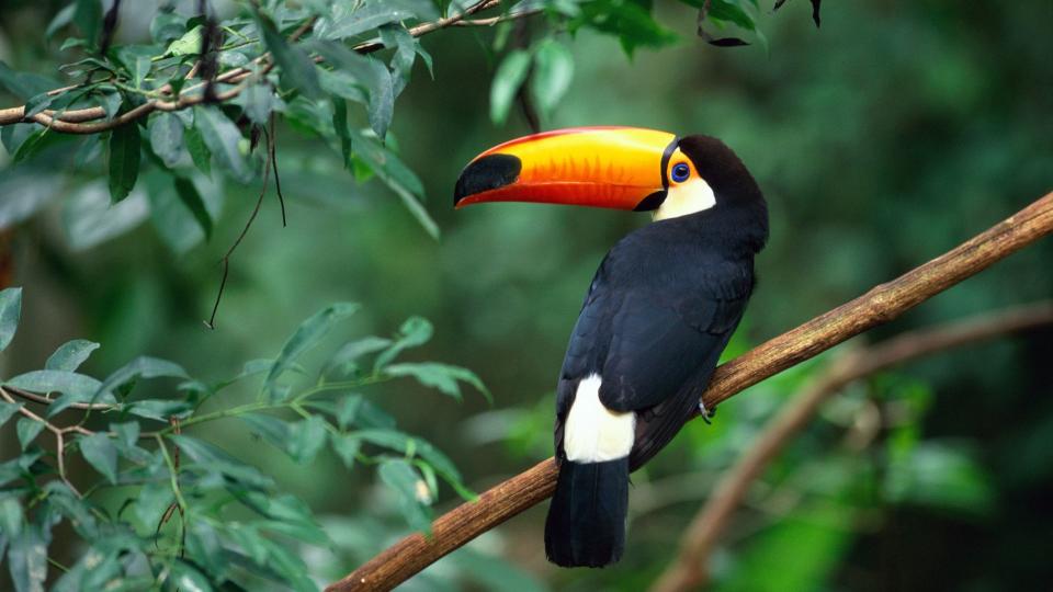 Toucan sitting on branch