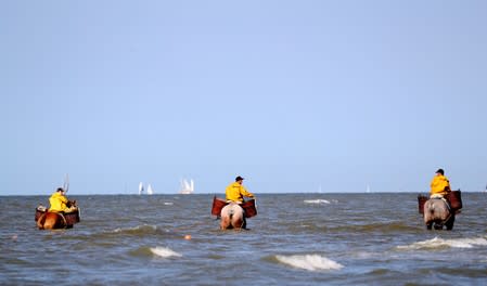 Belgian shrimp fishermen ride their horses in the sea in the coastal town of Oostduinkerke