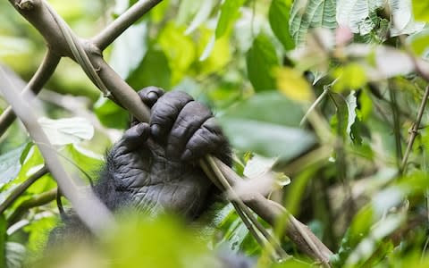 The DRC's gorillas are its biggest draw - Credit: JEZ BENNETT / WILD FRONTIERS