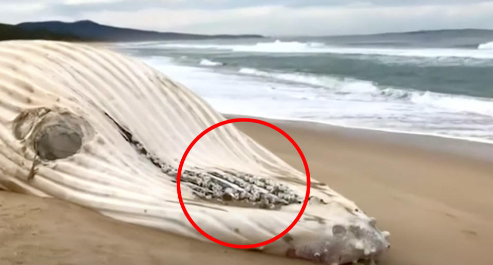 Darker skin surrounding barnacles on the carcass has suggested to scientists the whale may not be Migaloo. Source: Peter Coles via ABC