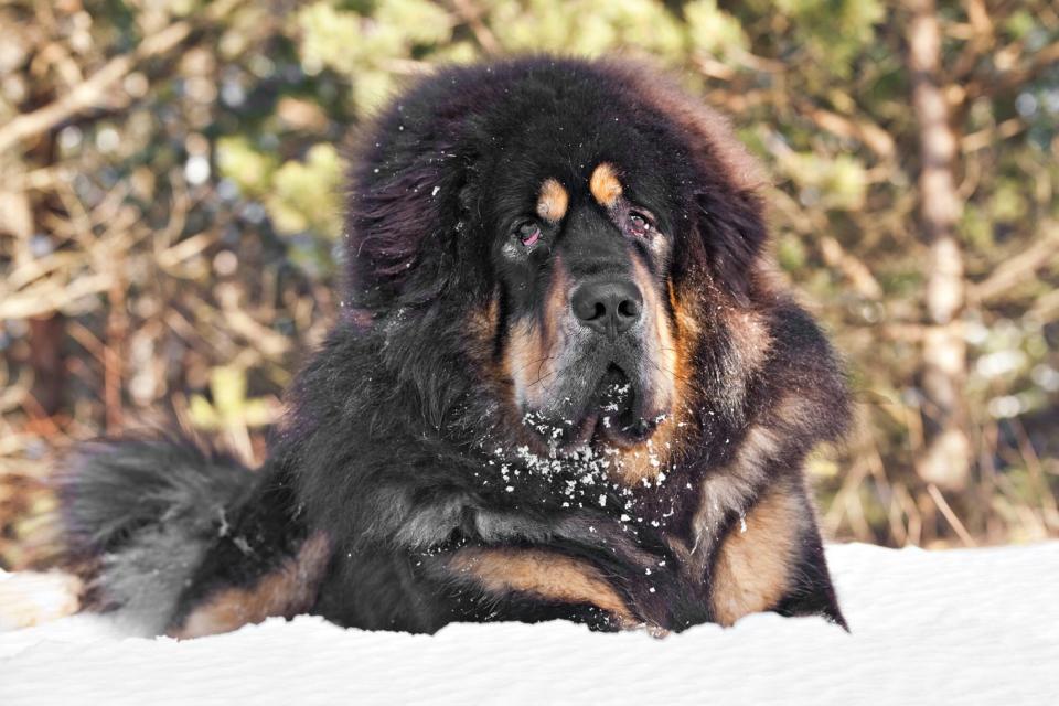 tibetan mastiff lying in snow