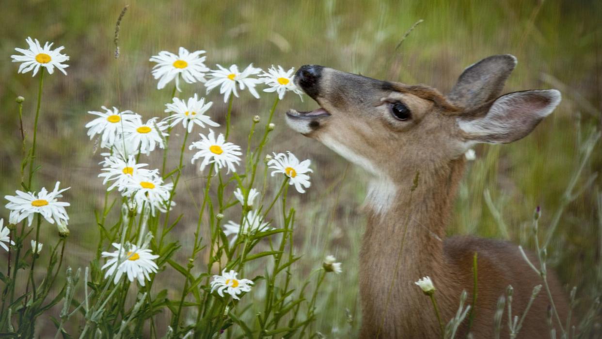 deer eating daisies