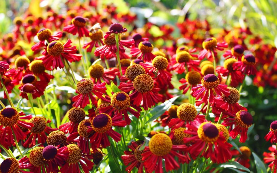 Red Heleniums