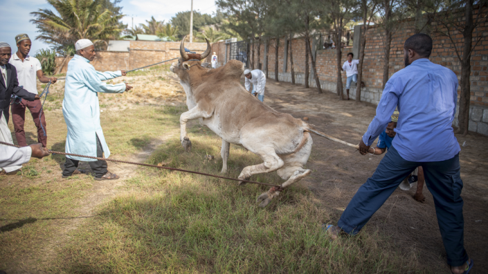 Men use ropes to immobilize a zebu in Fort Dauphin, Madagascar
