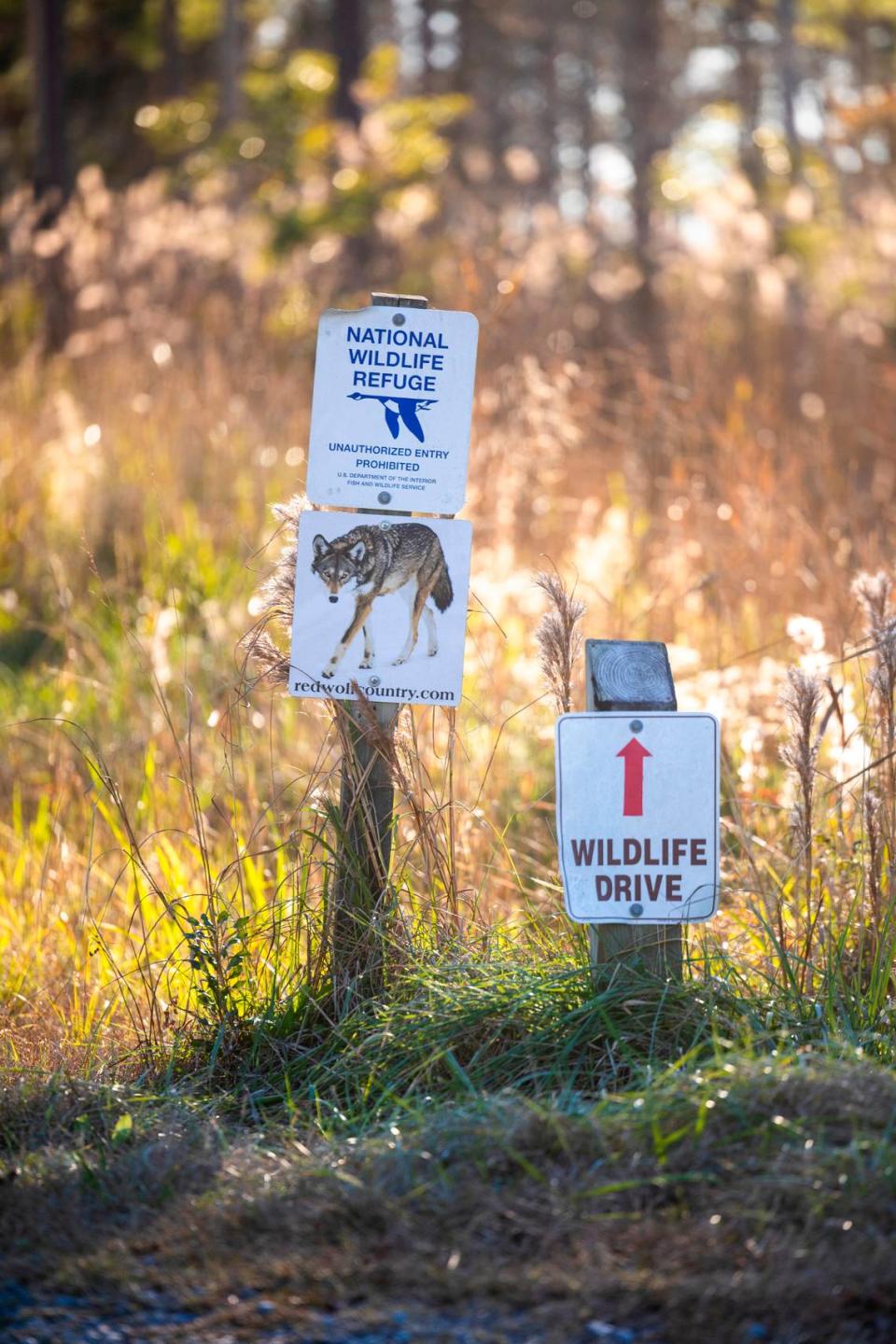 A sign at an entrance to the Alligator River National Wildlife Refuge alerts visitors to the presence of red wolves. There are about 20 red wolves in the wild now, all in North Carolina, according to the U.S. Fish and Wildlife Service .