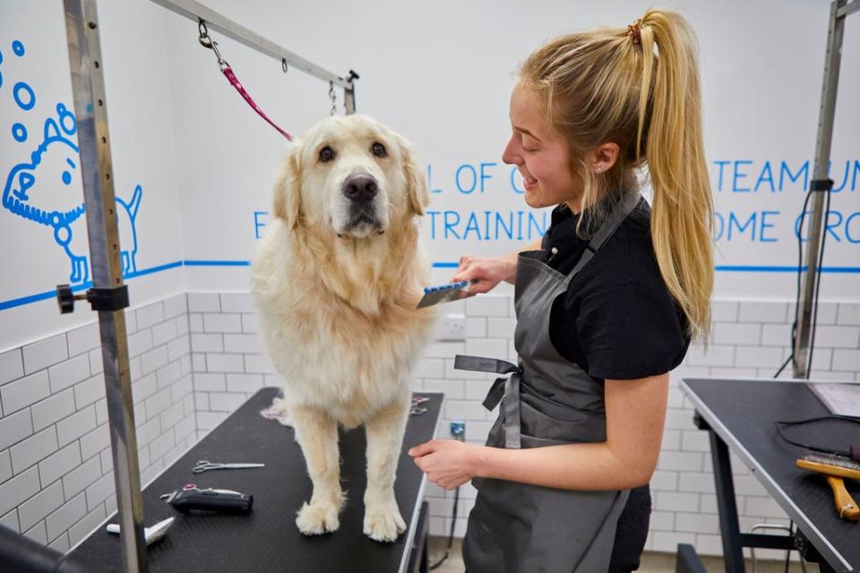 Pets at Home saw a surge in grooming sales after being forced to close during the pandemic. (Pets at Home / PA)