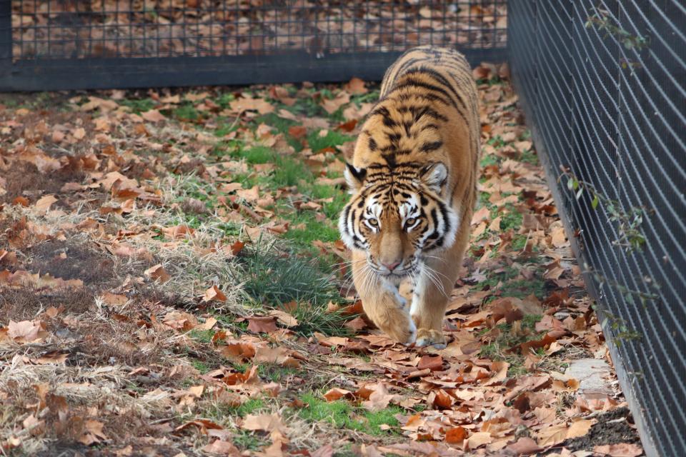 Viktoria, a female Amur tiger, is the newest resident at Rolling Hills Zoo.