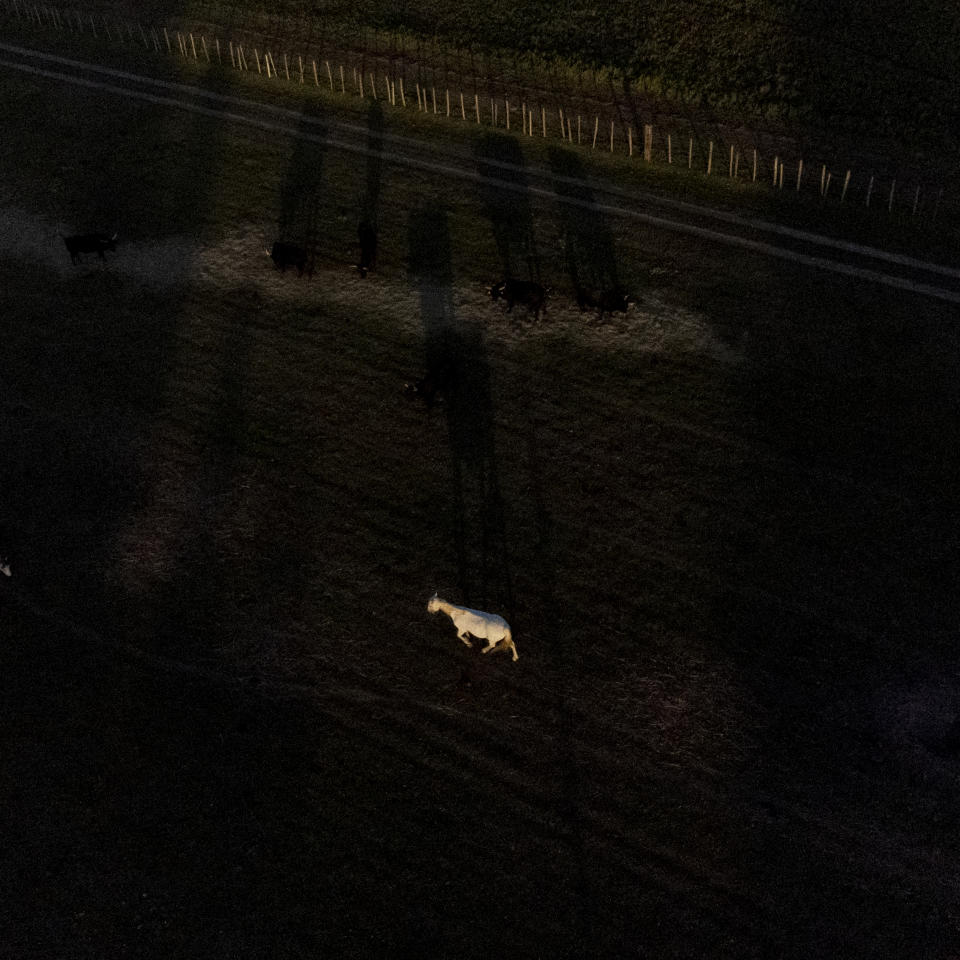 A Camargue horse grazes on a pasture at the Manade Saint-Louis in Camargue, southern France, Oct. 10, 2022. (AP Photo/Daniel Cole)