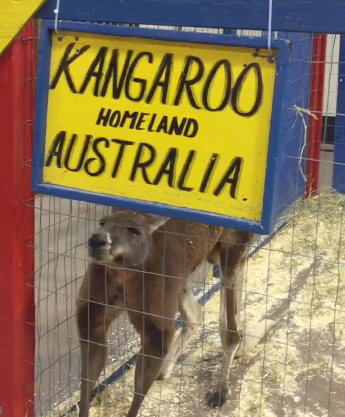 Australians are hoping signing a petition can help free the kangaroo from its tiny petting zoo cage. Source: Facebook/Amy Marie Mallardi