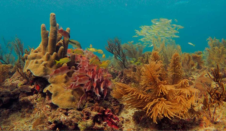 Arrecifes de corales Foto: Corales de Paz
