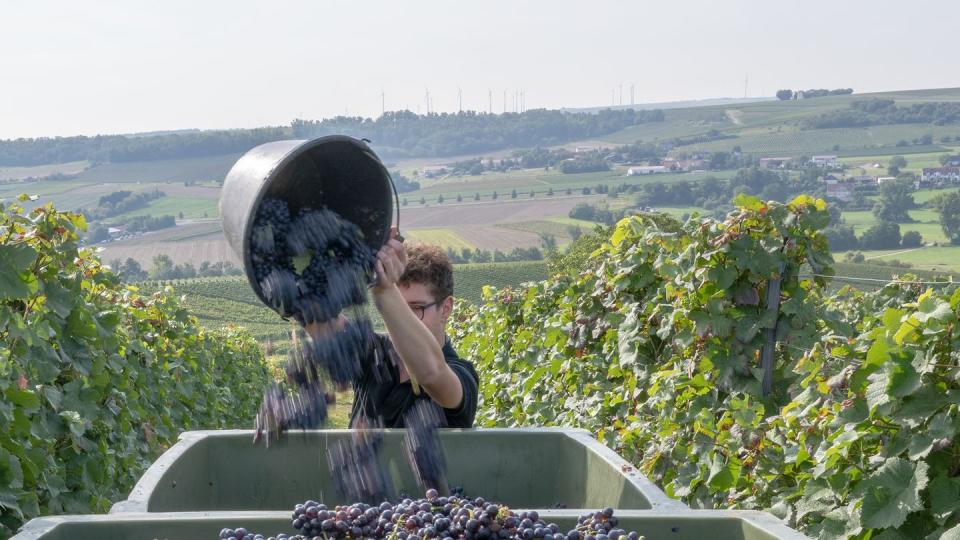 Ein Erntehelfer im Weingut Braunewell im rheinhessischen Essenheim schüttet einen Eimer mit Spätburgundertrauben in eine Lesebox.