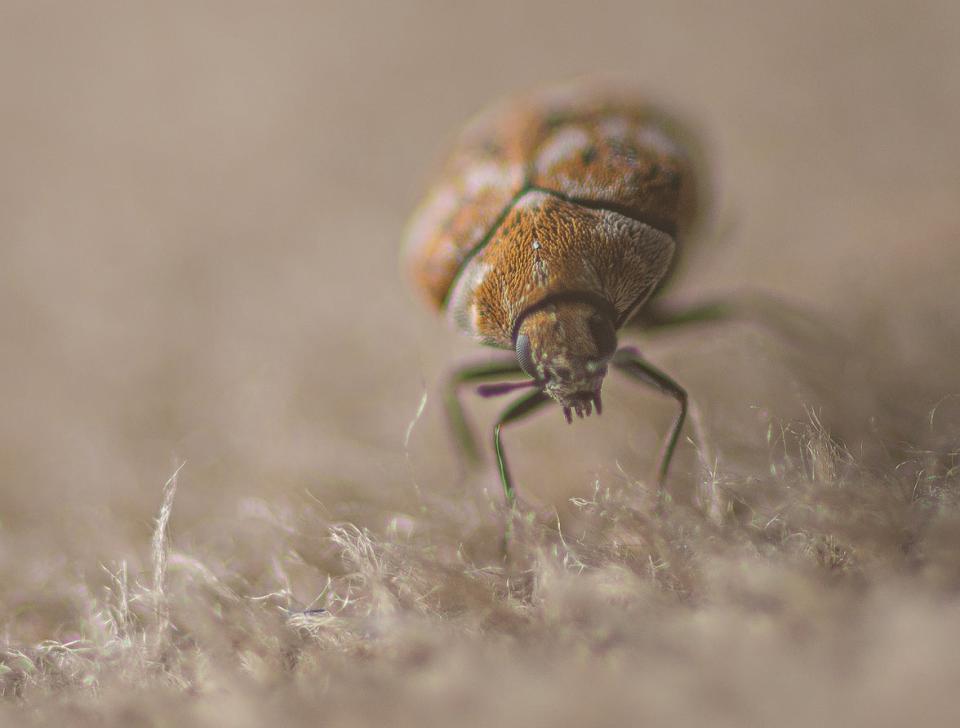 Close view of a carpet beetle on a beige rug.