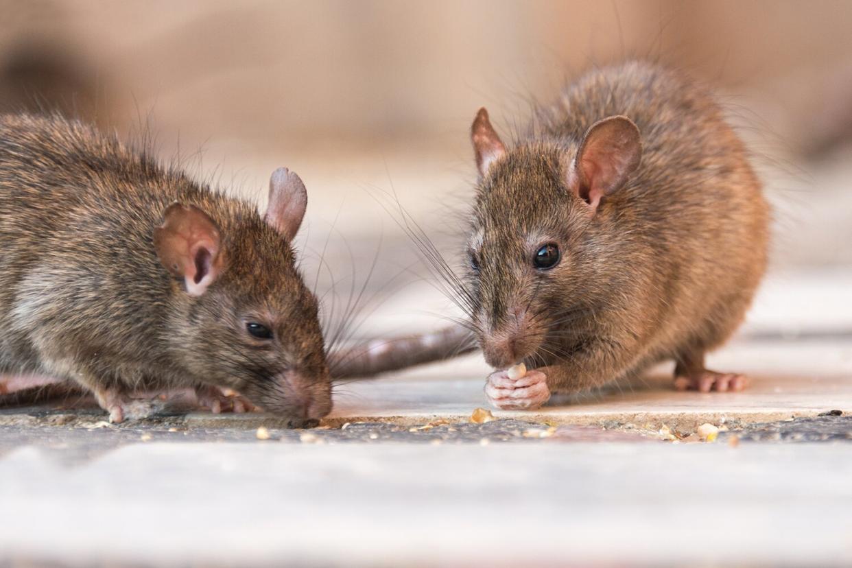 A rat eating seeds in Karni Mata temple, India.