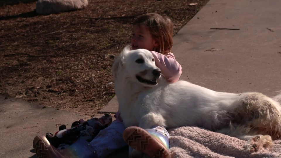 Harper with her dog friend Halo.  / Credit: CBS News