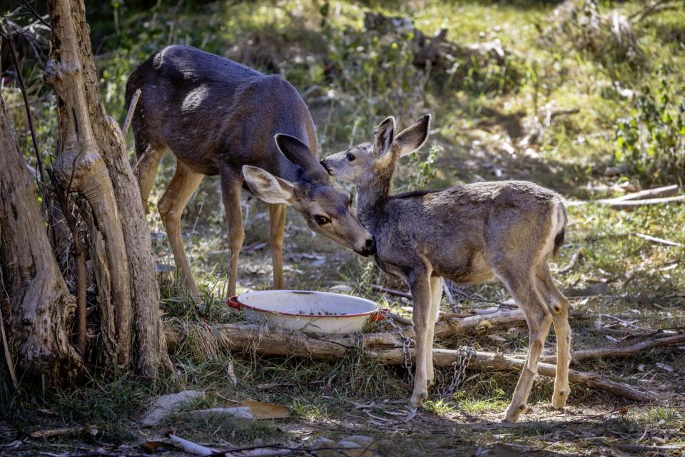 A mule deer doe licks its fawn on Catalina Island.