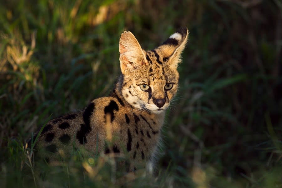 Serval portrait (Felis (Leptailurus) serval). Maasai Mara National Reserve, Kenya. Sep 2011.