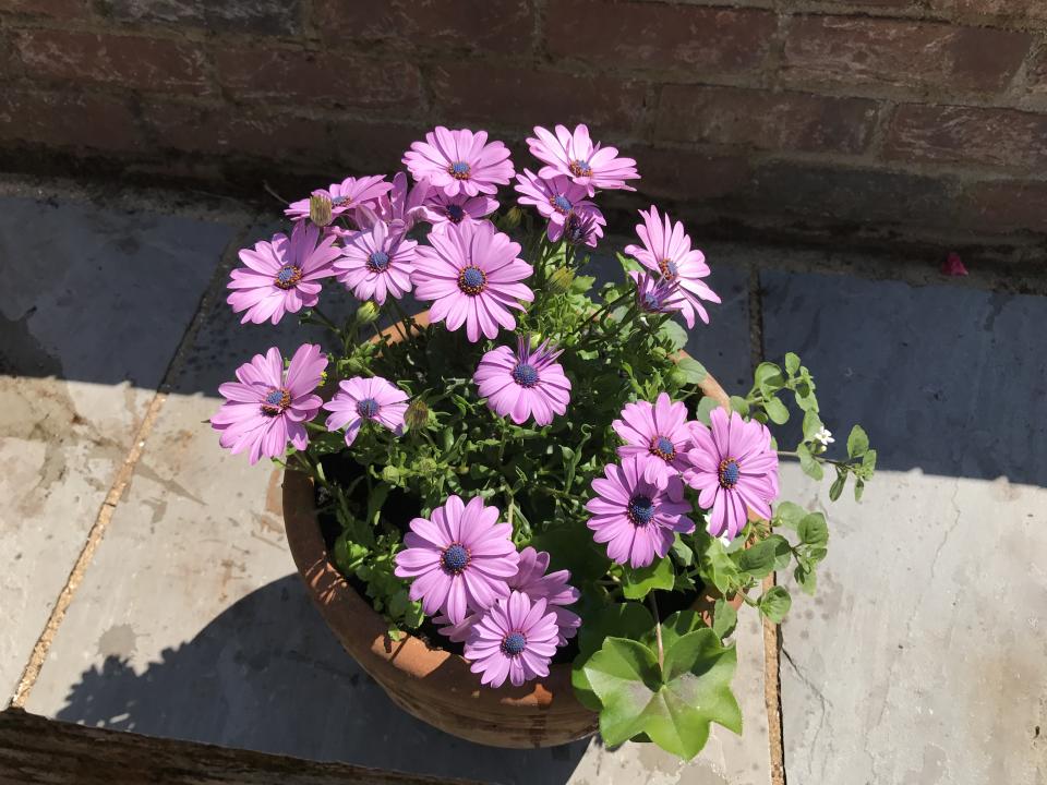 Osteospermum pot (Hannah Stephenson/PA)