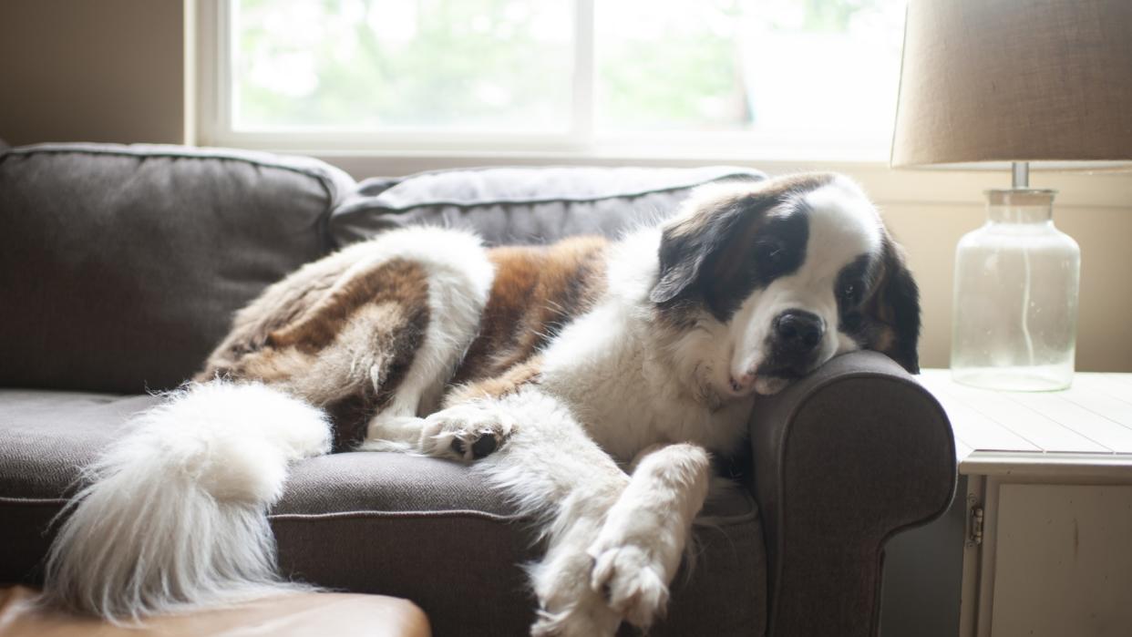 An adult Saint Bernard lays on the couch