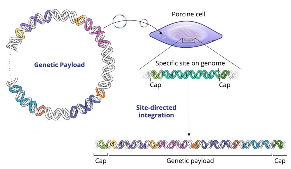 PHOTO: Multiplex gene editing allows several precise genetic modifications to be made simultaneously. (eGenesis)