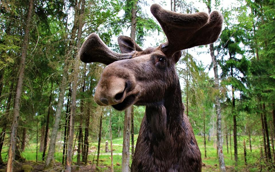 Moose, Sweden