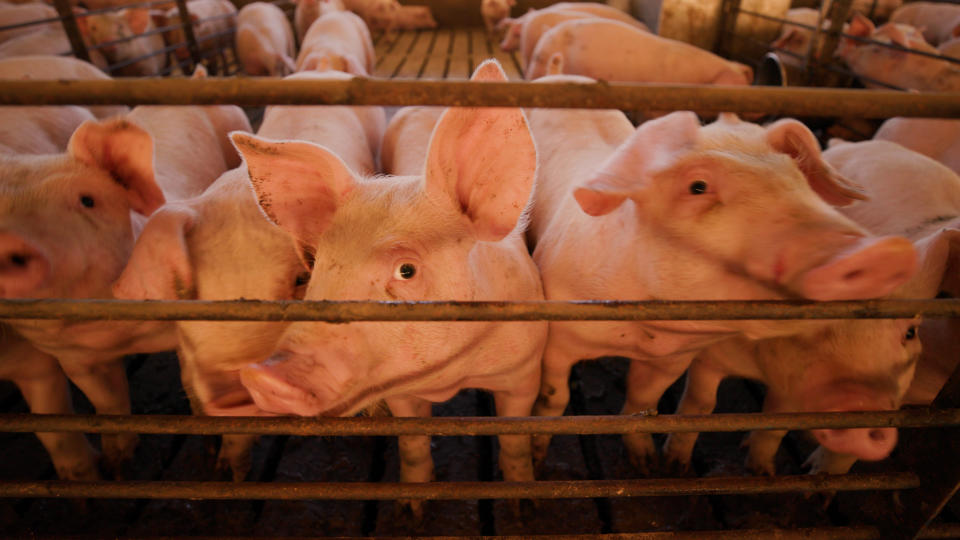 Hogs in a pen in an indoor pen in 'The Smell of Money'