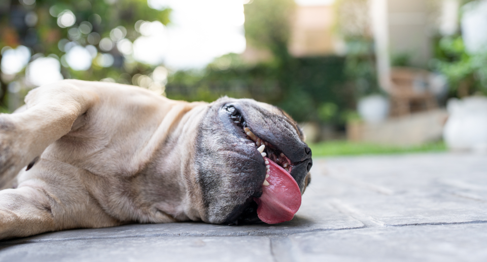 amazon, pug puppy dog laying on outside floor heat exhaustion, pet cooling mat amazon canada