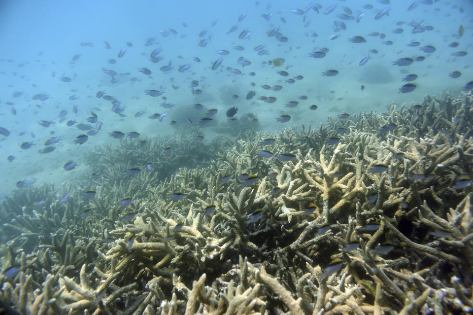 Scientists have warned that runaway climate change could unleash a spate of devastating effects, including mass death of the planet's coral reefs. (Photo: Dan Peled/AAP Image via ASSOCIATED PRESS)