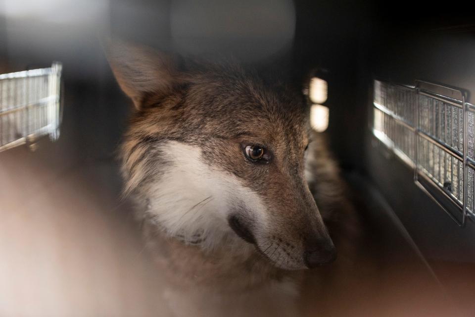 A Mexican gray wolf in a crate after being captured at Ted Turner’s Ladder Ranch near Hillsboro, New Mexico, Monday, November 21, 2022. The wild-born wolf was transferred to Mexico with its mate the next day. Officials minimize the time wolves are held in confinement before being released. Mexican and U.S. officials hope the pair will breed in Mexico to grow the neighbor country's wolf population in the wild.