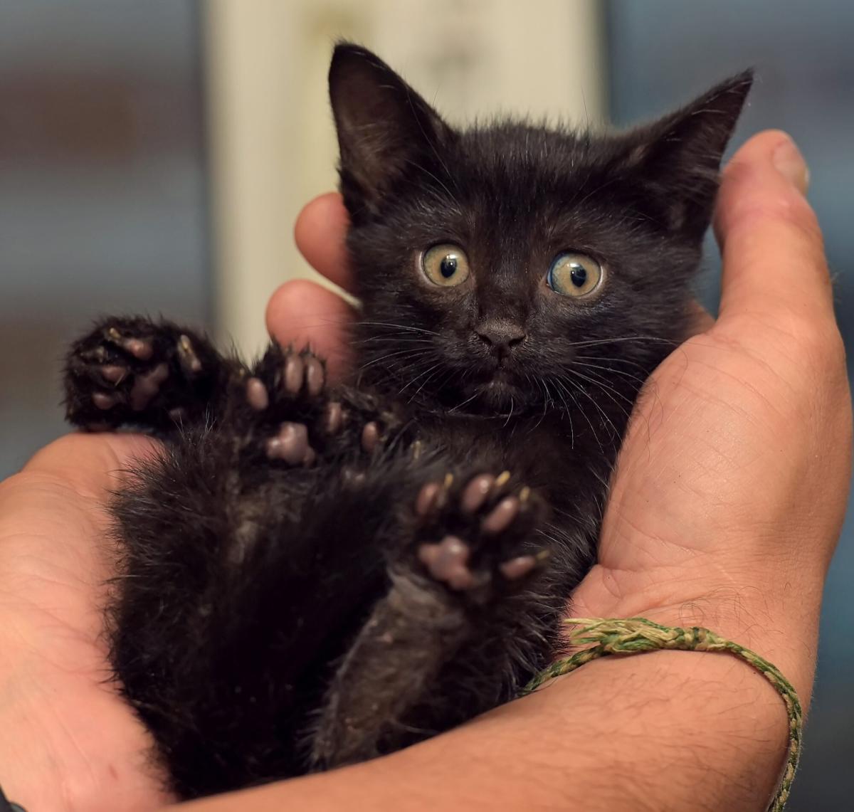 Tiny kitten survives three mile trip under car bonnet