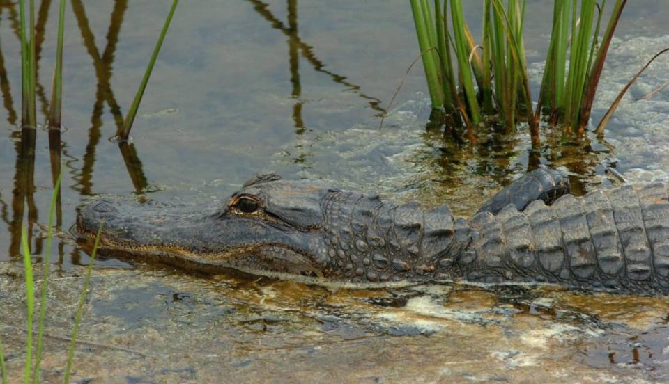 An alligator rests along the shoreline of one of the lakes in The Ritz-Carlton Members Golf Club in Lakewood Ranch in this 2008 file photograph. 