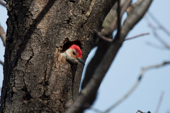 A red-bellied woodpecker pokes its head out of a nesting cavity on the Bronx Zoo grounds.