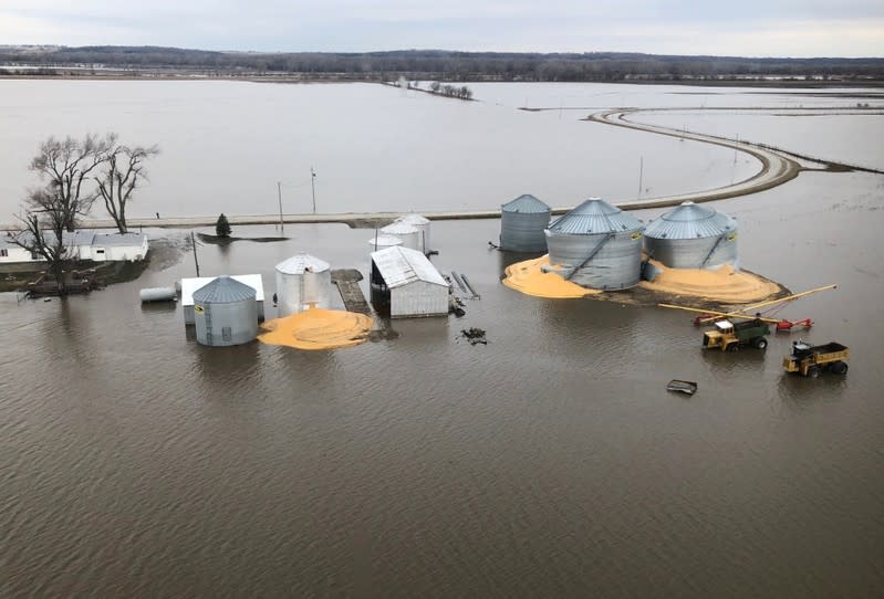 FILE PHOTO: The contents of grain silos which burst from flood damage are shown in Fremont County, Iowa